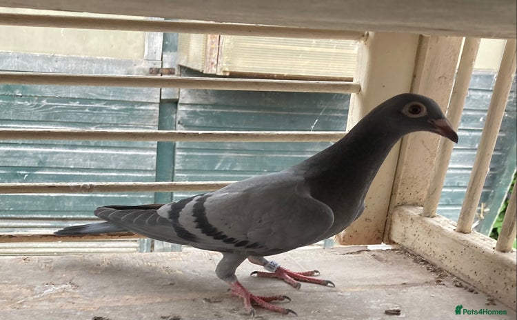 Pigeons birds - Advert 1