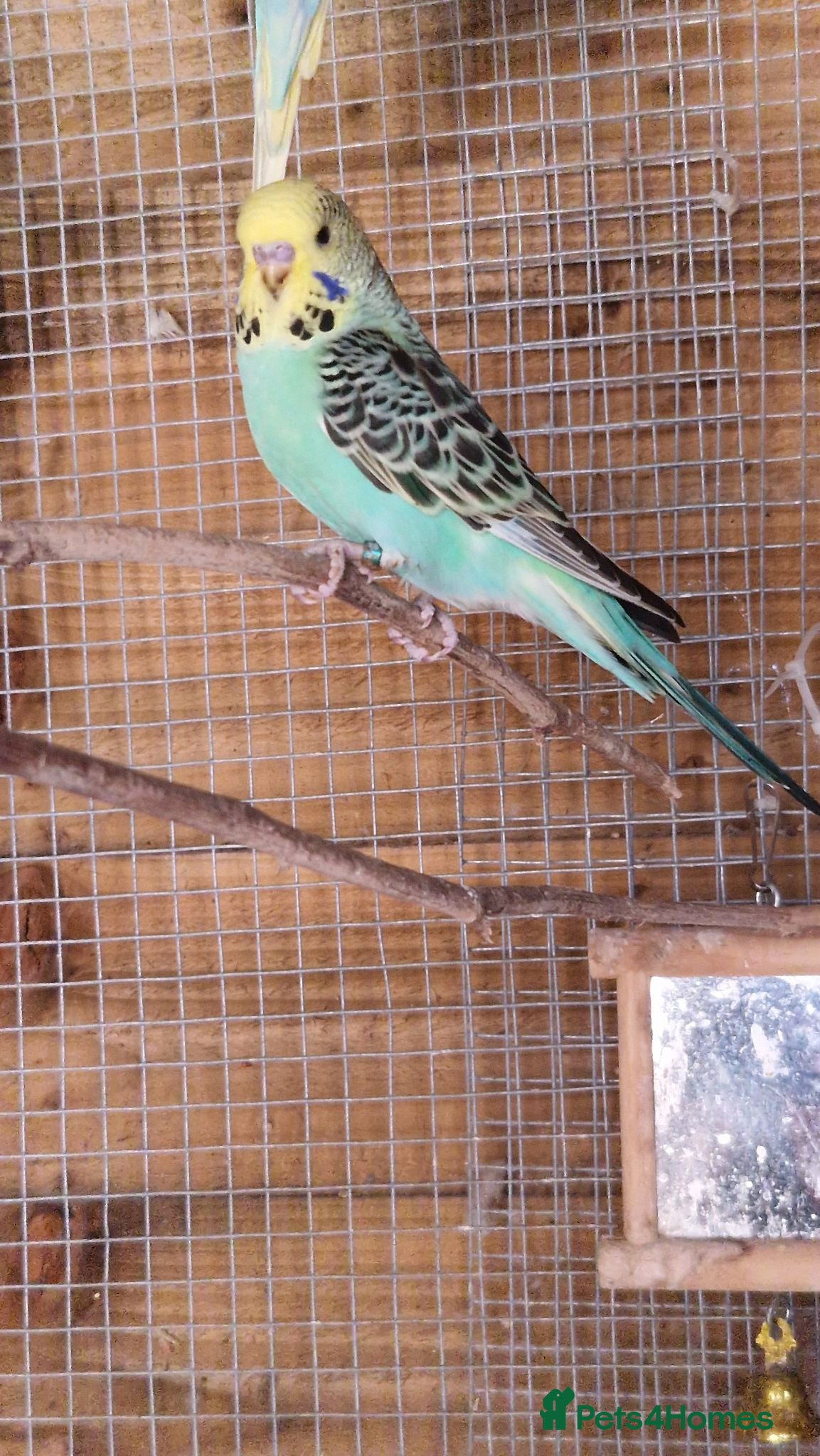 Budgerigars birds 1 male budgie read description or no reply - Advert 2