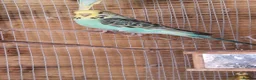 Budgerigars birds for sale: 1 male budgie read description or no reply - Advert 1