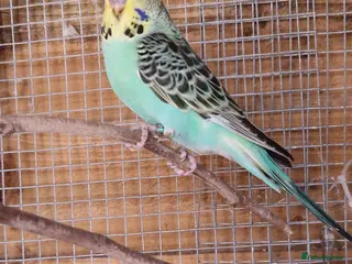 Budgerigars birds 1 male budgie read description or no reply - Advert 2