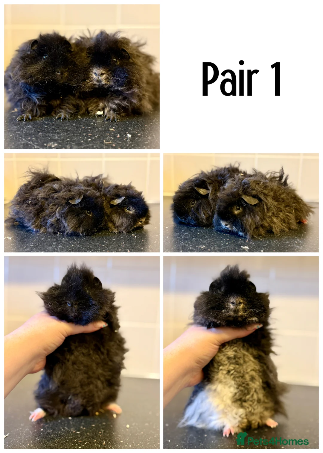 Guinea Pig rodents for sale: Lots of boys for sale  - Advert 1