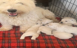 West Highland Terrier dogs for sale: Kc Westie pups in Lanark - Image 1