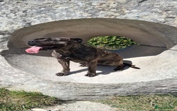 Bullmastiff dogs for sale: Female bullmastiff  - Image 2