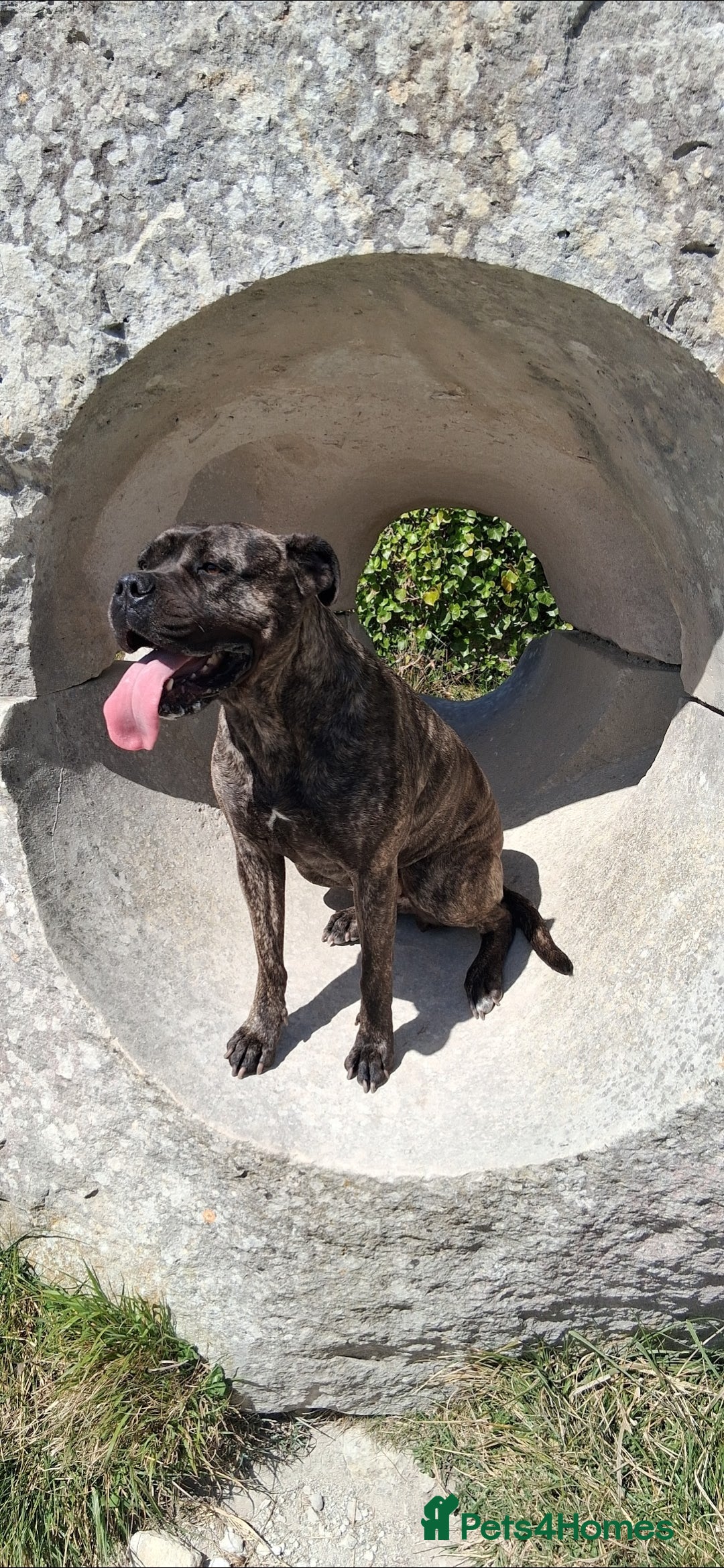 Bullmastiff dogs for sale: Female bullmastiff  - Image 2