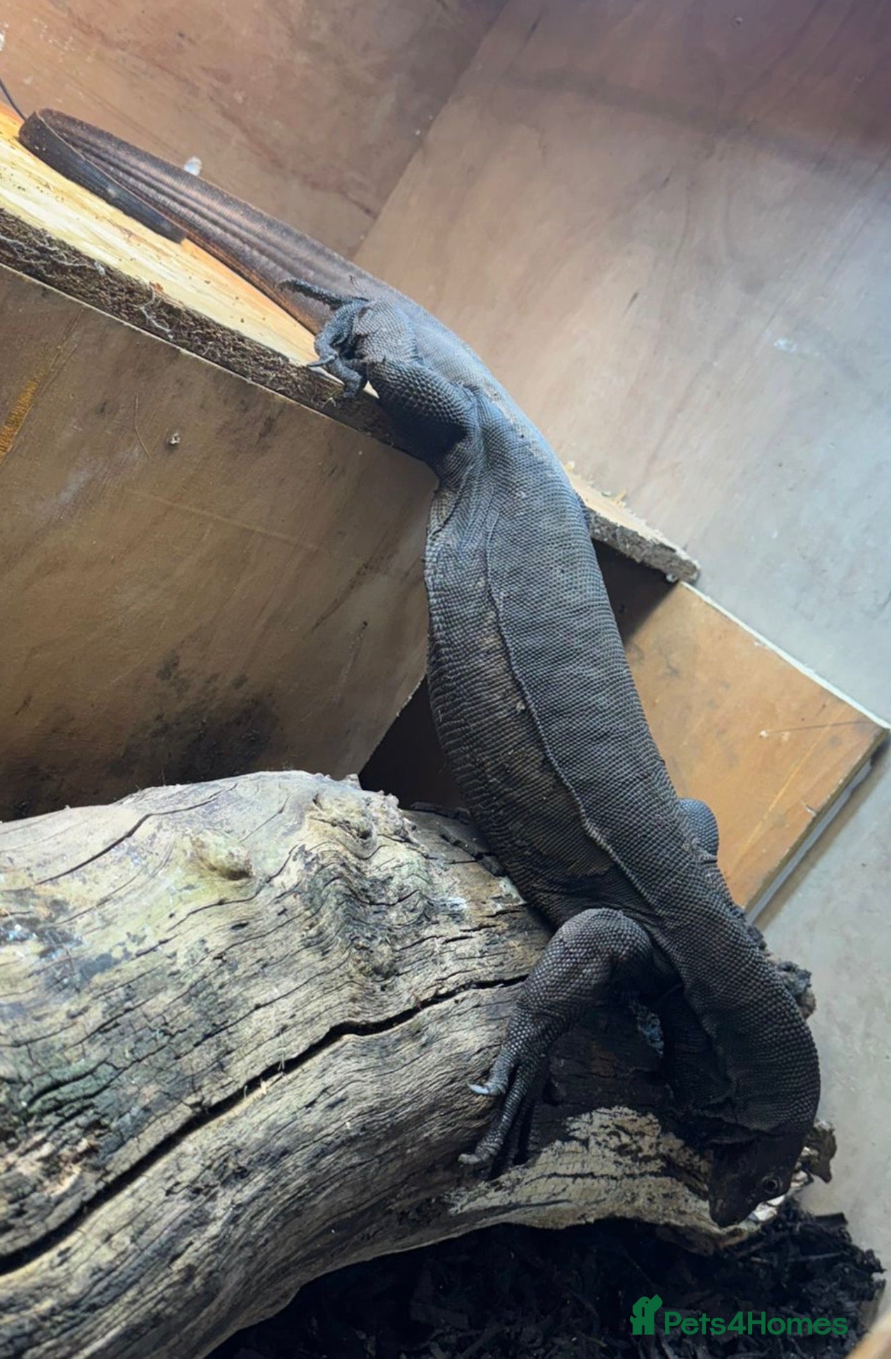 Monitor reptiles Black Dragon for Sale - Advert 2