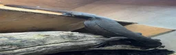 Monitor reptiles for sale: Black Dragon for Sale - Advert 2