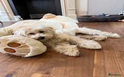 Maltipoo dogs for sale: Cute Zoe cuddle is back looking for a new home   - Image 3