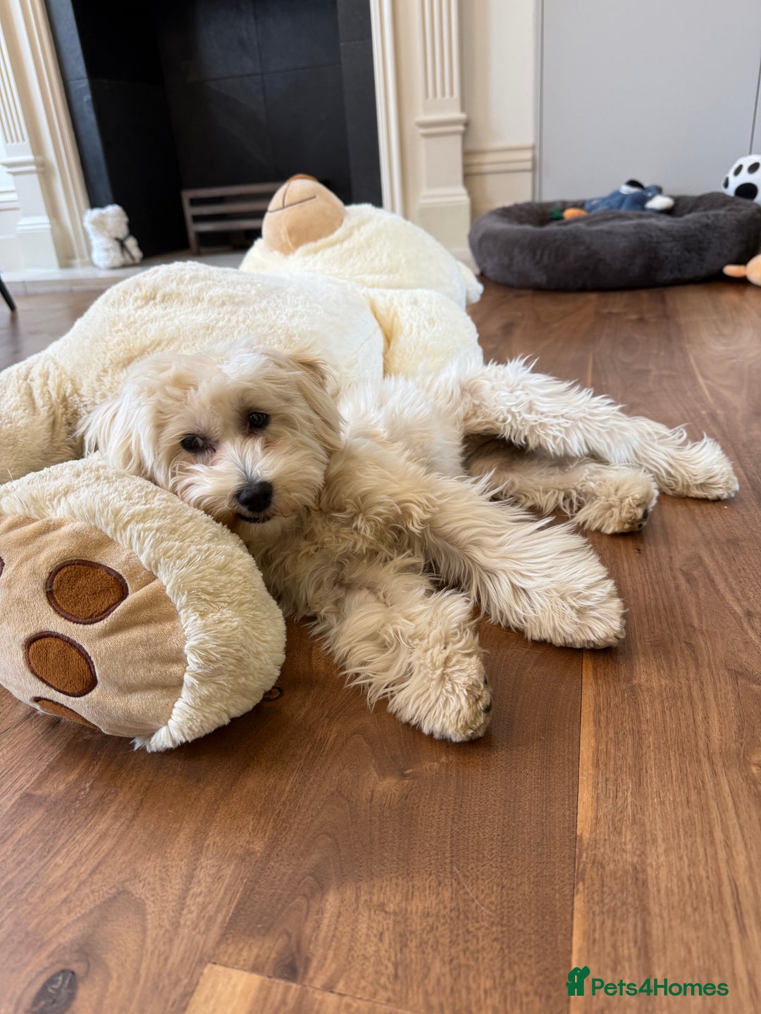 Maltipoo dogs for sale: Cute Zoe cuddle is back looking for a new home   - Image 3