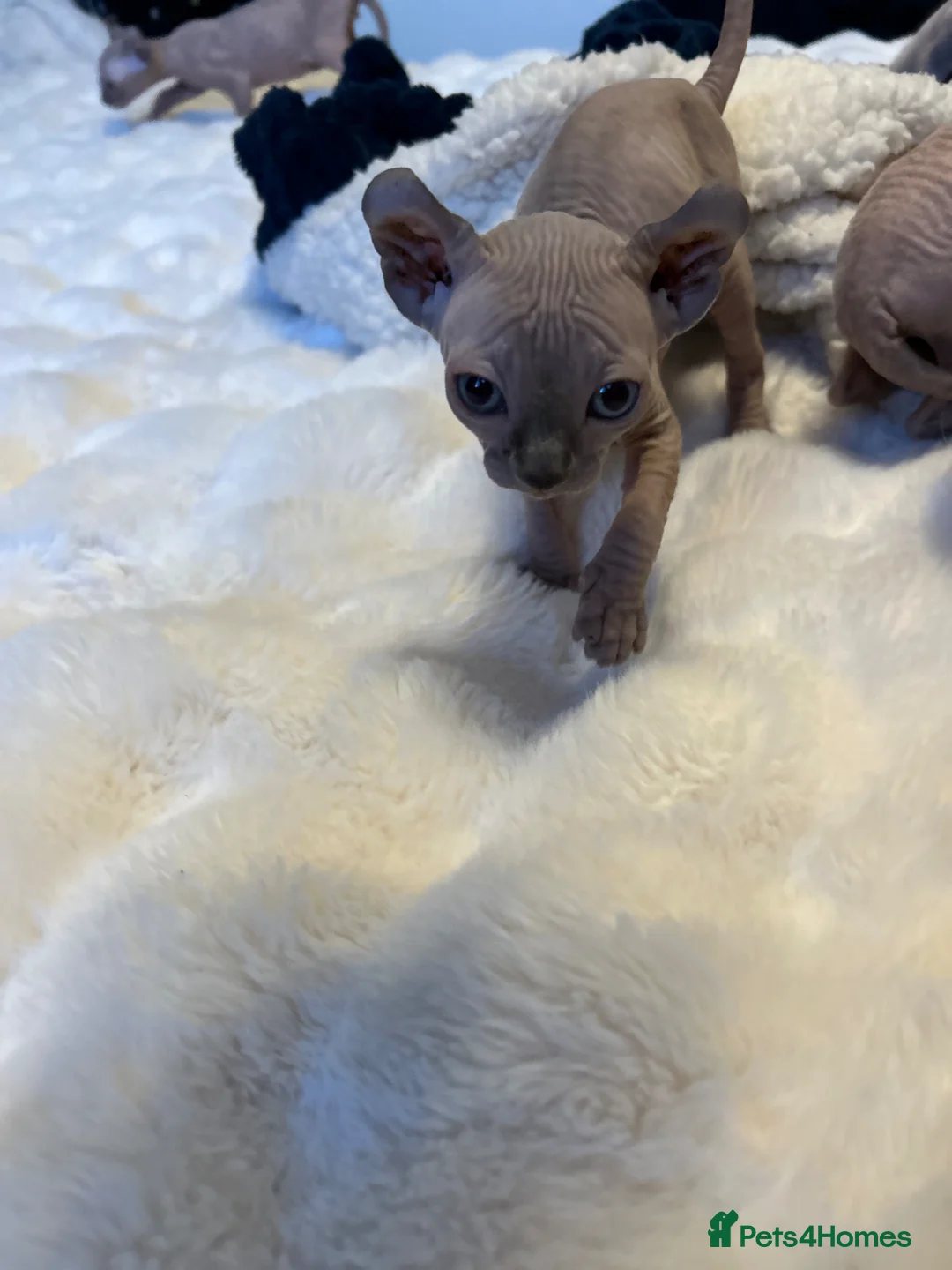 Sphynx cats for sale: Six gorgeous sphinx for sale  - Advert 11