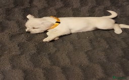 Miniature Schnauzer dogs for sale: Adorable white schnauzer puppies- ready soon! - Image 16