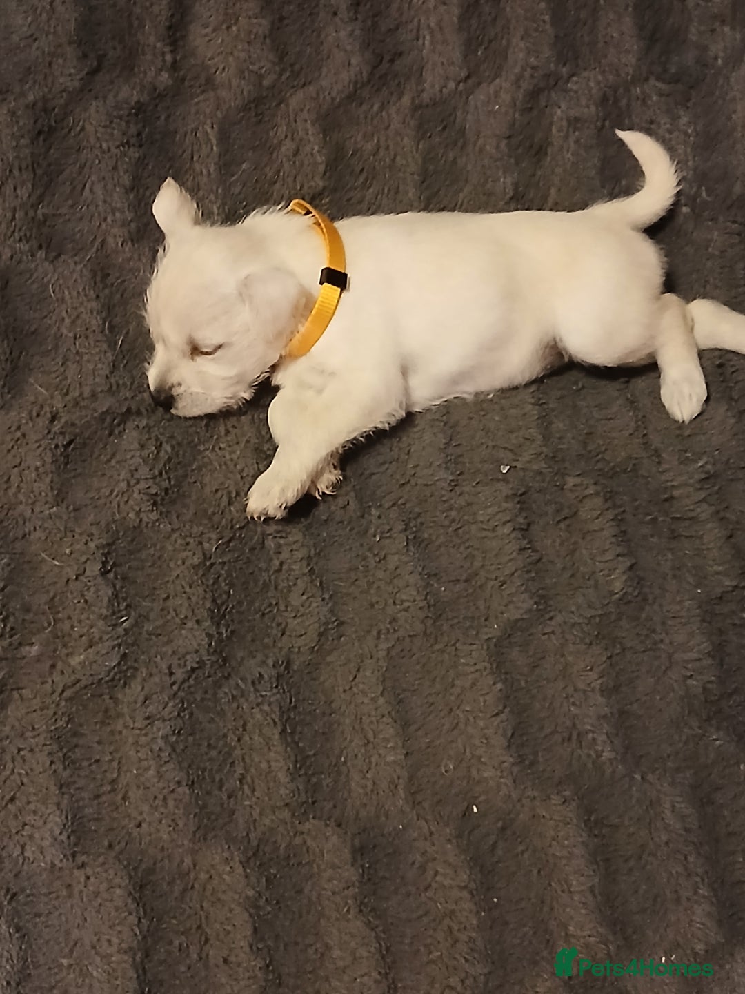Miniature Schnauzer dogs for sale: Adorable white schnauzer puppies- ready soon! - Image 16