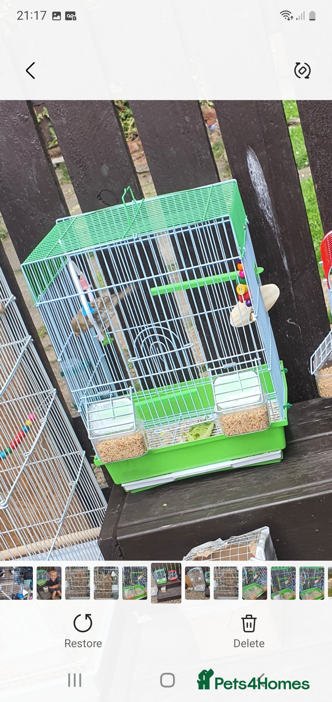 Canaries birds for sale: Young canarie bird with cage  - Image 1