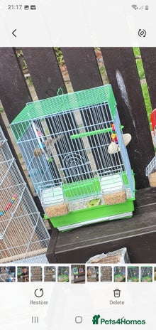 Canaries birds - Advert 12