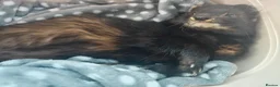 Ferret rodents for sale: 9 month old brown ferret  - Advert 3