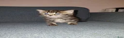 Mixed Breed cats for sale: Kittens  - Advert 12