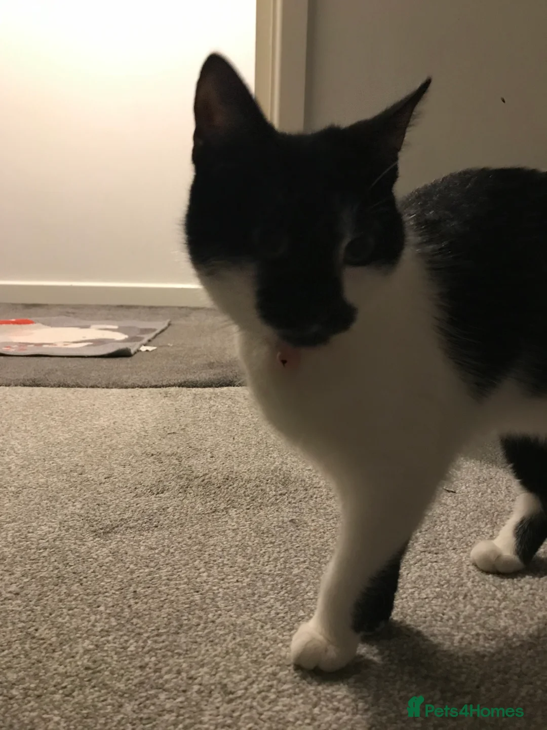 British Shorthair cats for sale: Amber  in Blackpool - Advert 7