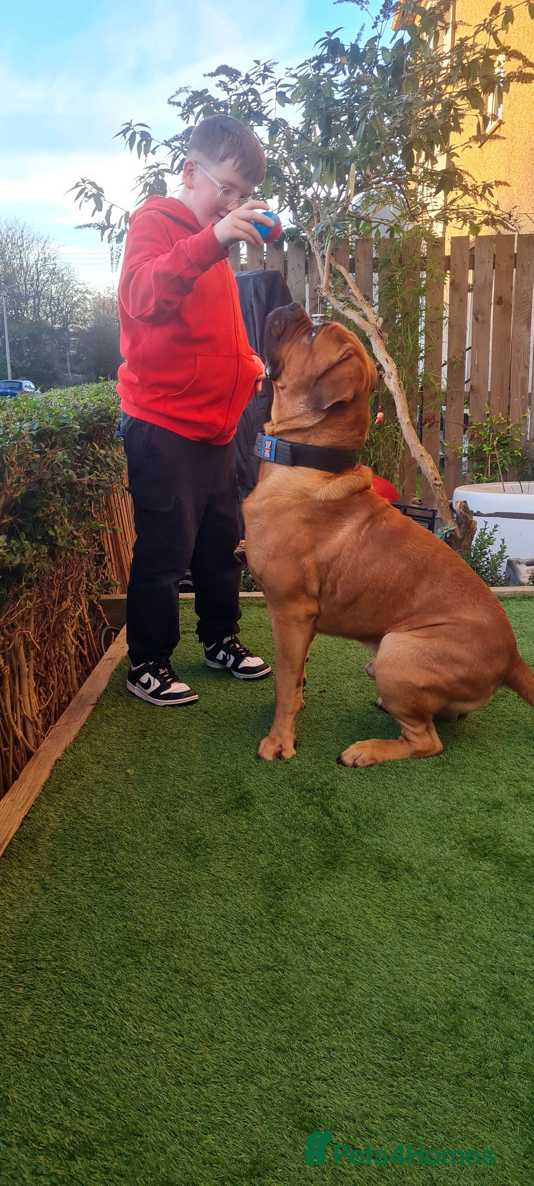 Dogue De Bordeaux dogs for stud: DOGUE DE BORDEUX STUD  in Glasgow - Image 17
