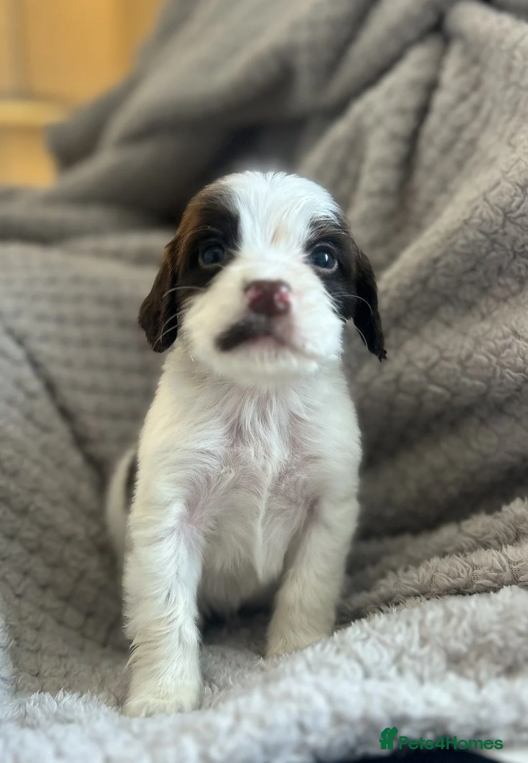 Cocker Spaniel dogs for sale: Beautiful show cocker spaniel puppy’s  - Advert 2