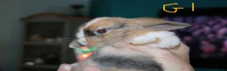 Mini Lop rabbits for sale: 5 Mini Lop x Mini Plush babies  - Advert 12