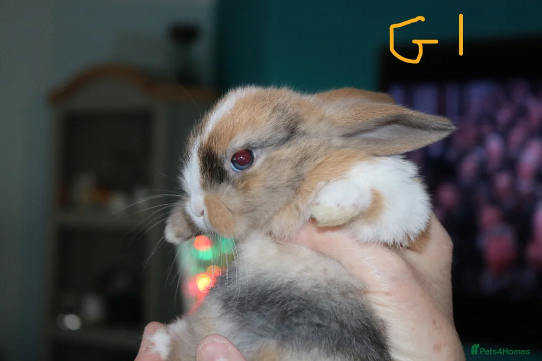 Mini Lop rabbits for sale: 5 Mini Lop x Mini Plush babies  - Advert 12