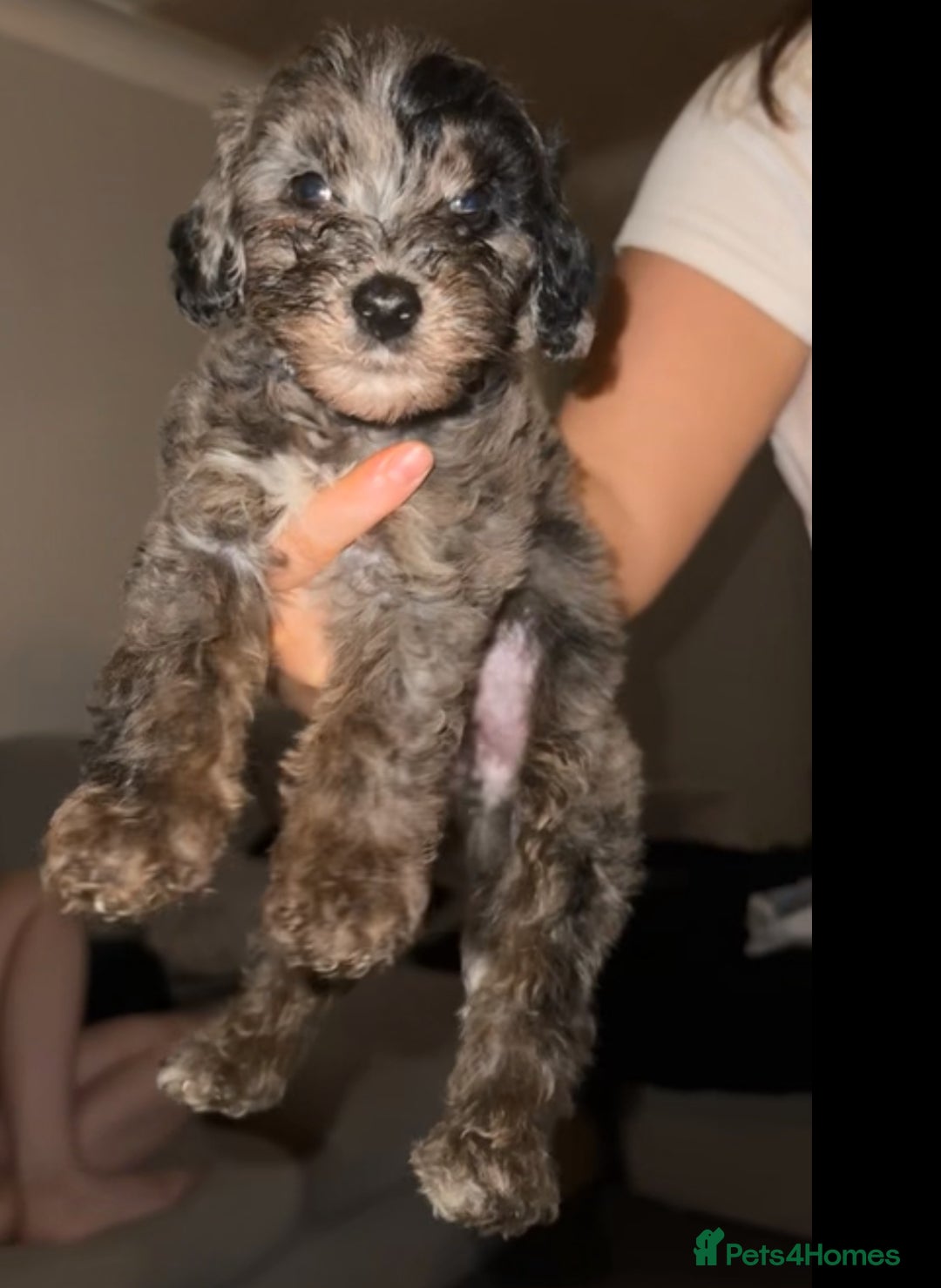 Mixed Breed dogs for sale: Cavapoochon X cockapoo - Image 1