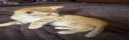 Mixed Breed cats for sale: Beautiful Family-Raised Kittens in Oswestry - Advert 35