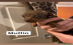 Miniature Dachshund dogs for sale: 5 Miniature Dachshunds ready 16/12/25 🤎 - Advert 2