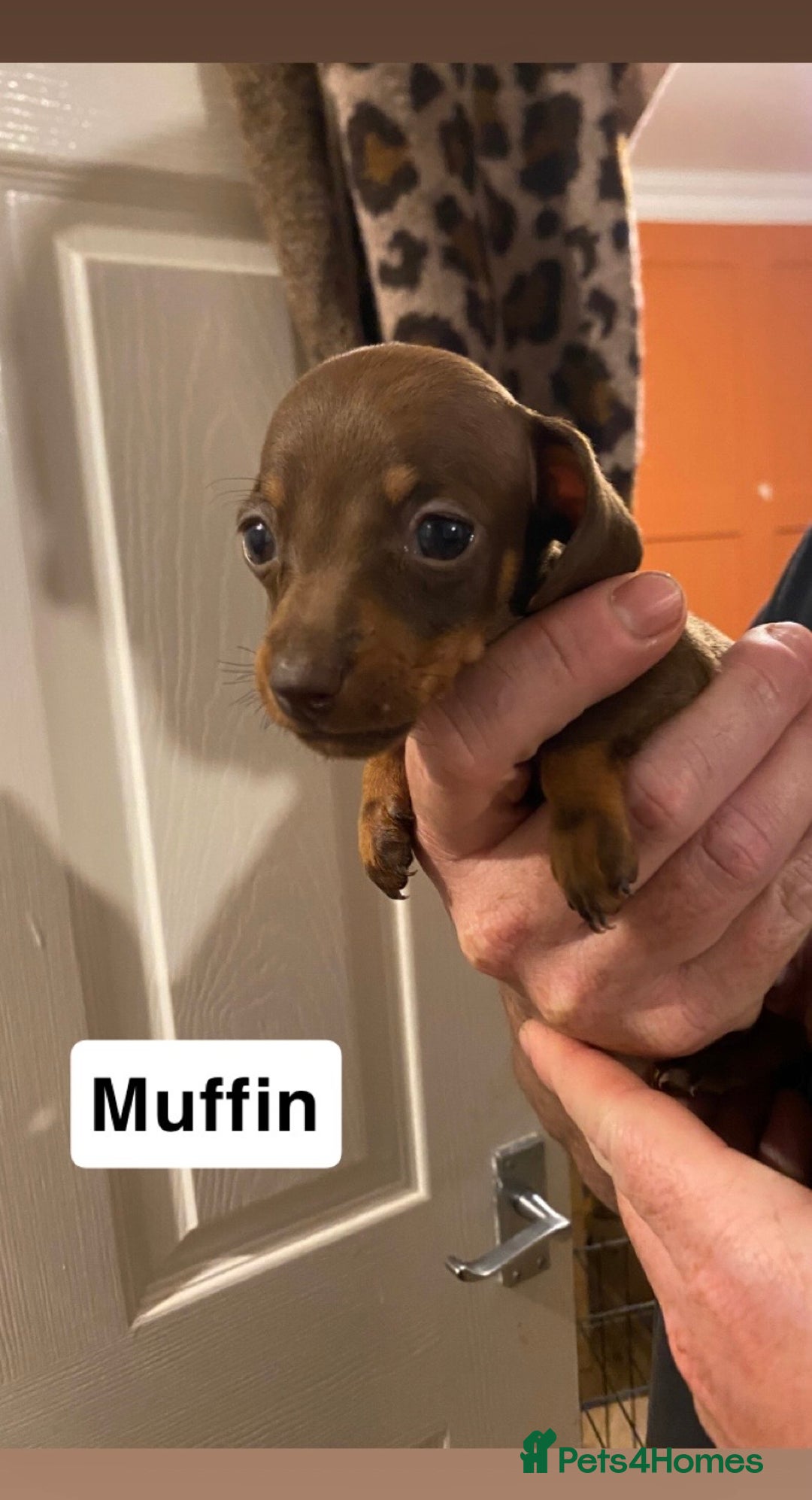 Miniature Dachshund dogs for sale: 5 Miniature Dachshunds ready 16/12/25 🤎 - Advert 2