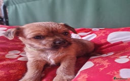 Mixed Breed dogs for sale: Puppies - Image 19