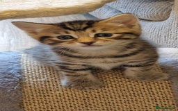 Domestic Shorthair cats for sale: 6 Adorable DSH kittens! Ginger & tabby babies ❤️  - Image 6