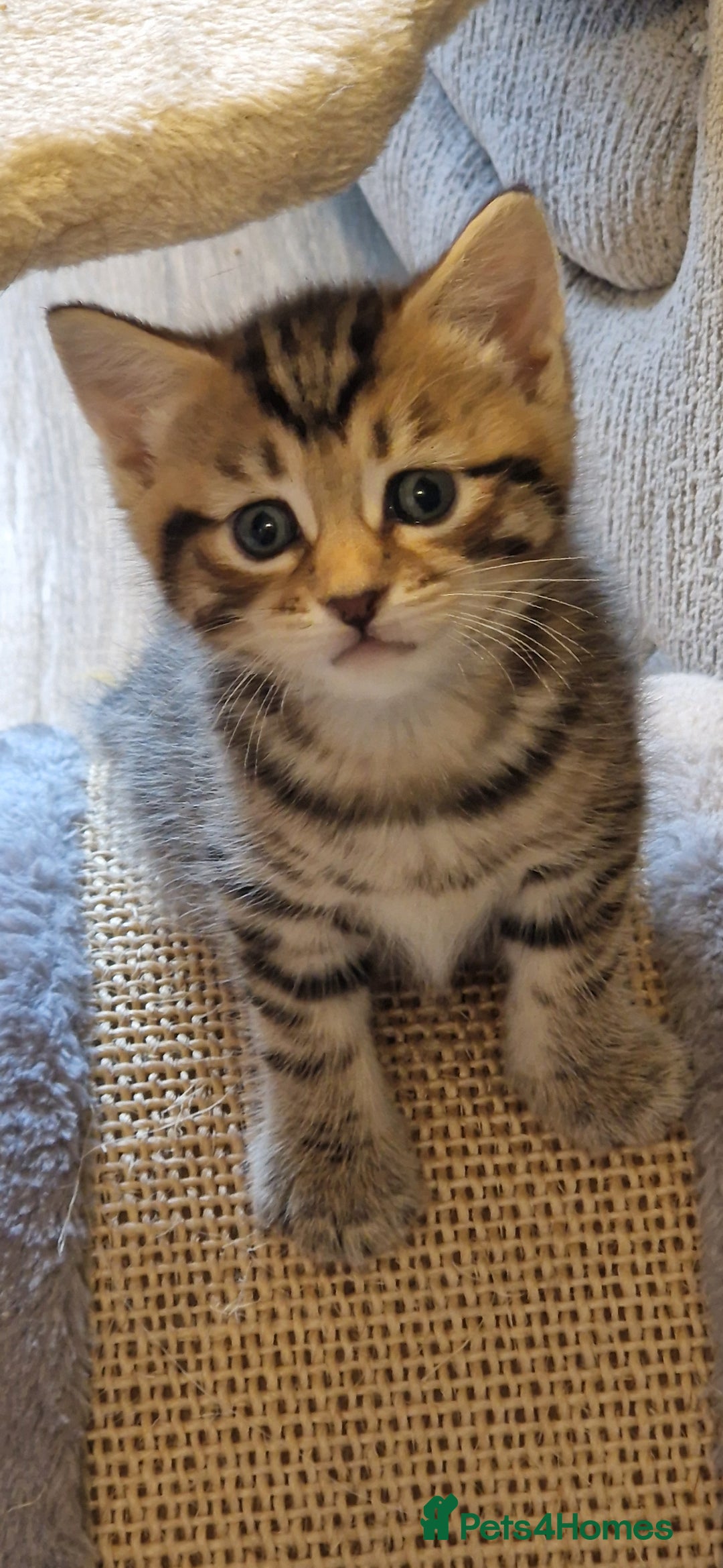 Domestic Shorthair cats for sale: 6 Adorable DSH kittens! Ginger & tabby babies ❤️  - Image 6