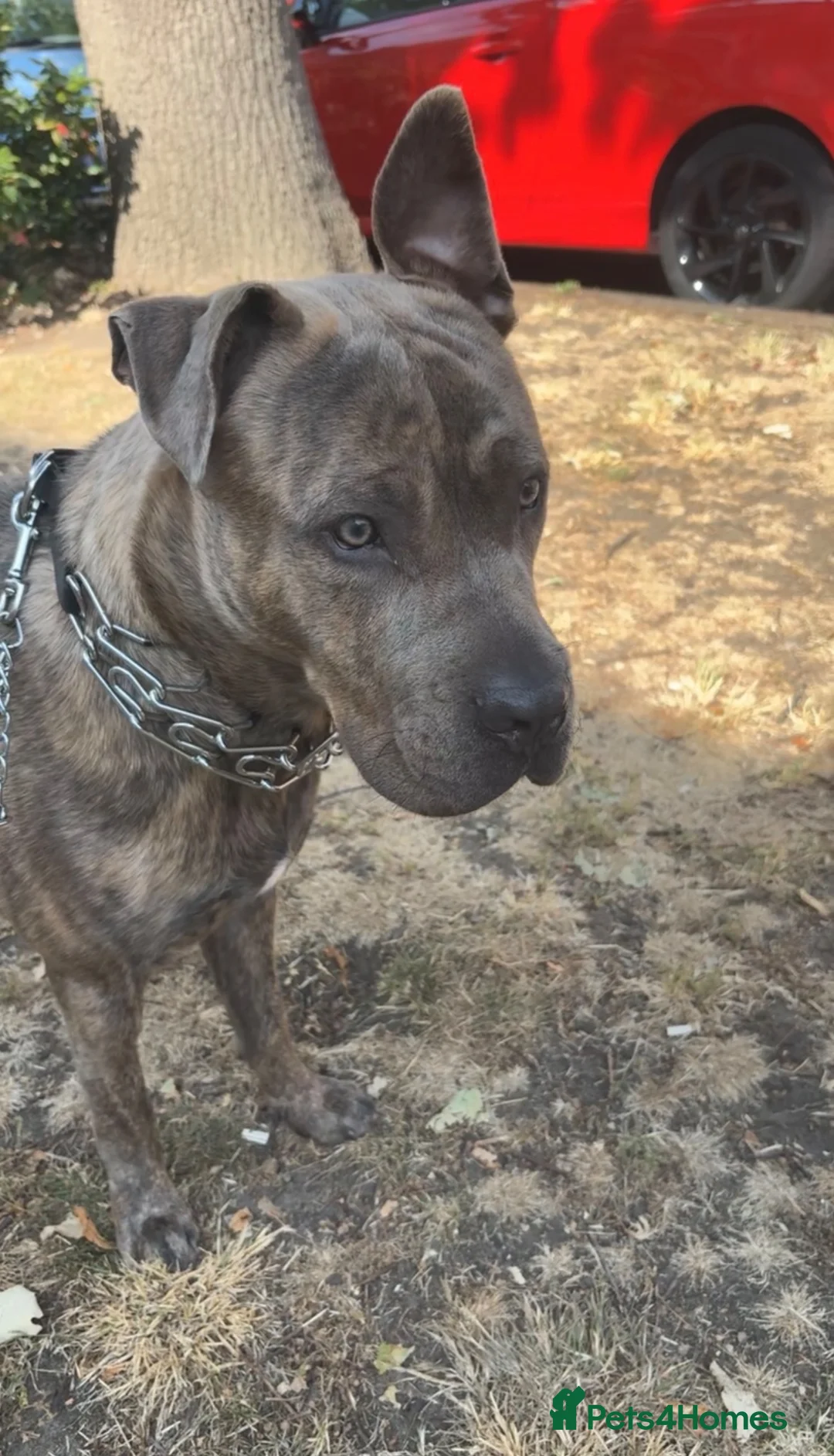 Mixed Breed dogs for sale: 9 month old pup  - Advert 5