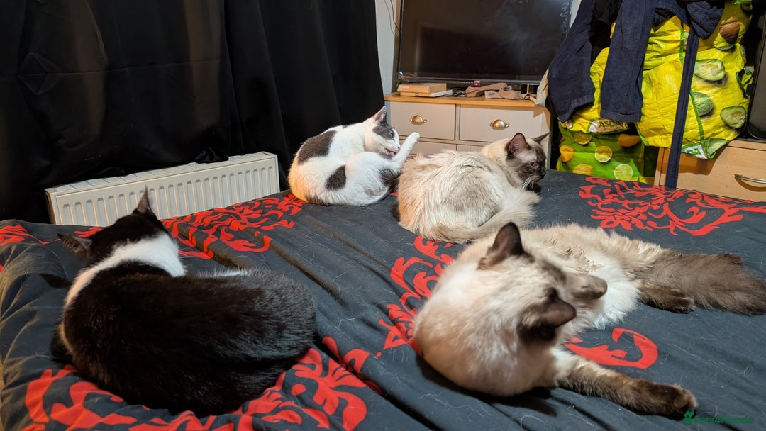 Ragdoll cats for sale: 5 Ragdoll Kittens for Sale - Image 32