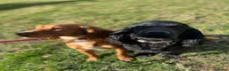 Cocker Spaniel dogs for sale: 🐾 KC Registered Working Cocker Spaniel Puppies 🐾 in Bury Saint Edmunds - Advert 3