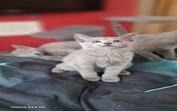 Russian Blue cats for sale: TICA Russian Blue Kittens Pedigree - Image 15
