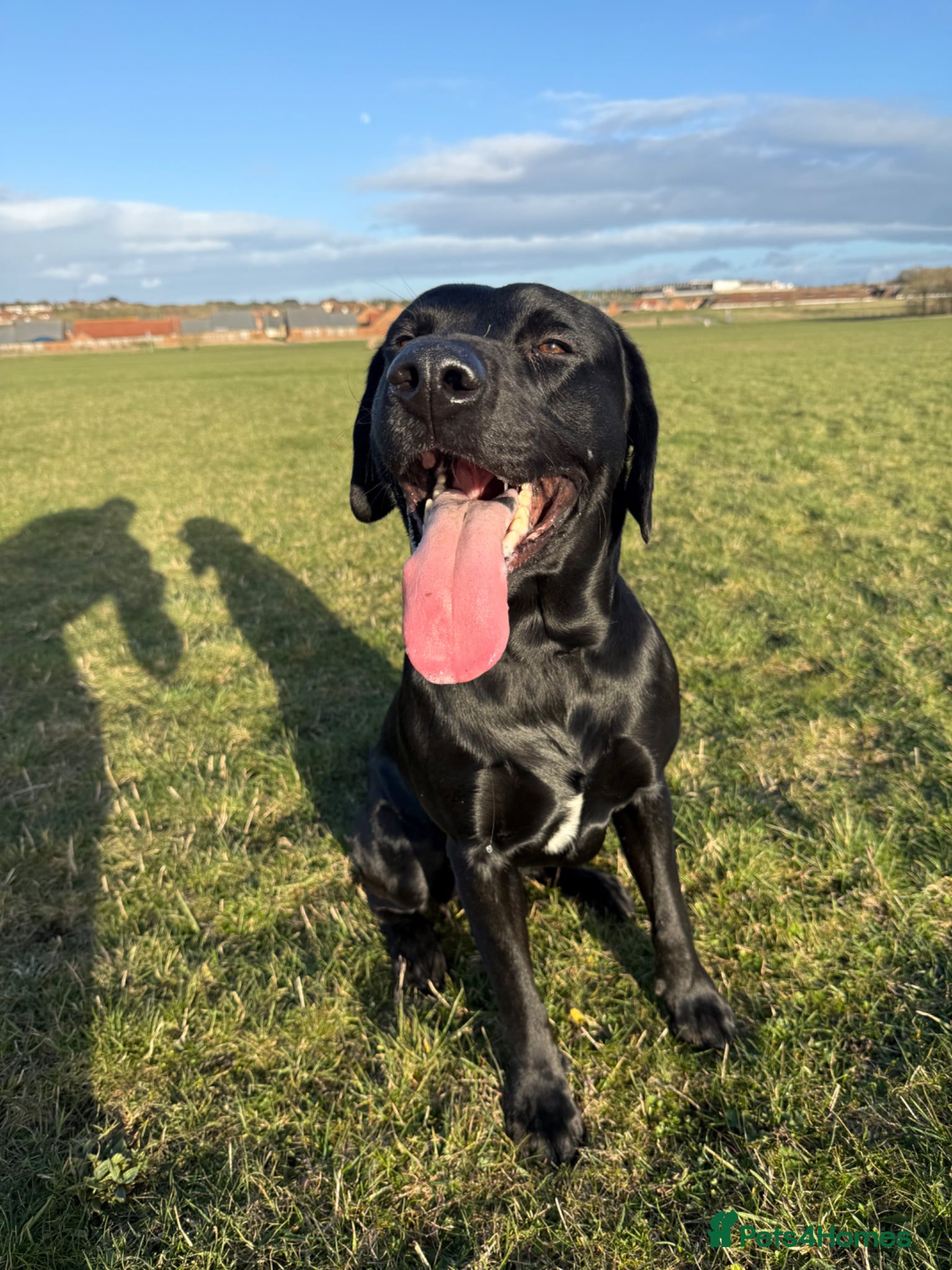 Labrador Retriever dogs Reuben - Advert 2