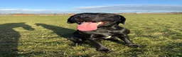 Labrador Retriever dogs for stud: Reuben in Consett - Advert 1