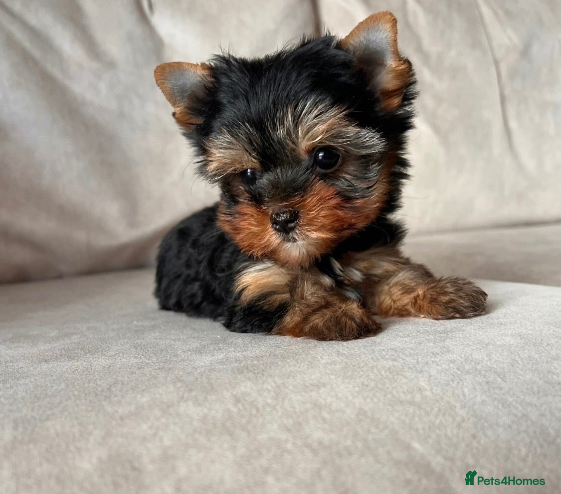 Yorkshire Terrier dogs 🌸 Very Tiny Yorkshire Terrier Girl – Ready Now 🌸 - Advert 9