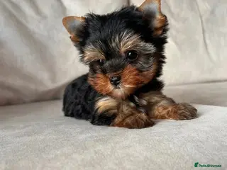 Yorkshire Terrier dogs 🌸 Very Tiny Yorkshire Terrier Girl – Ready Now 🌸 - Advert 9