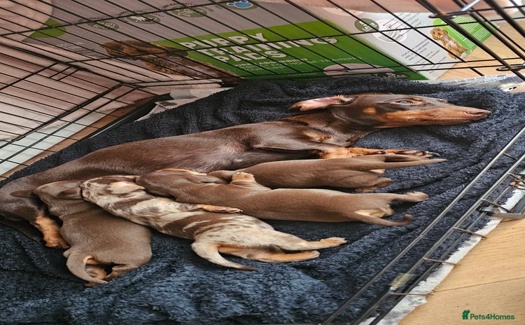 Miniature Dachshund dogs - Advert 7