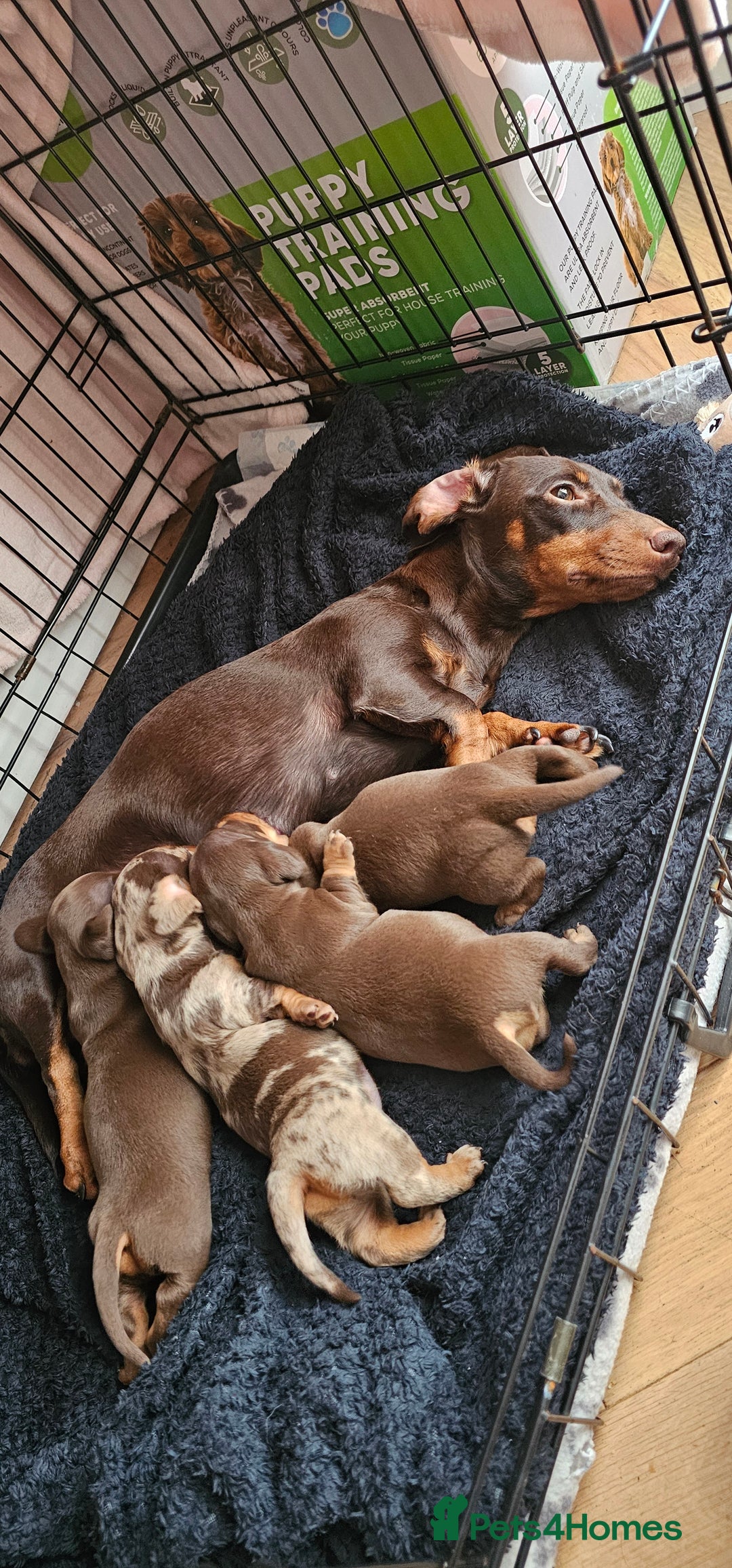 Miniature Dachshund dogs for sale: Miniature daschaund puppies  - Image 1