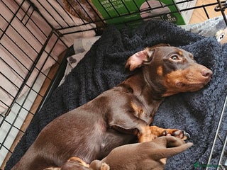 Miniature Dachshund dogs - Advert 4