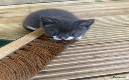 Mixed Breed cats for sale: Grey and white kittens - Image 10