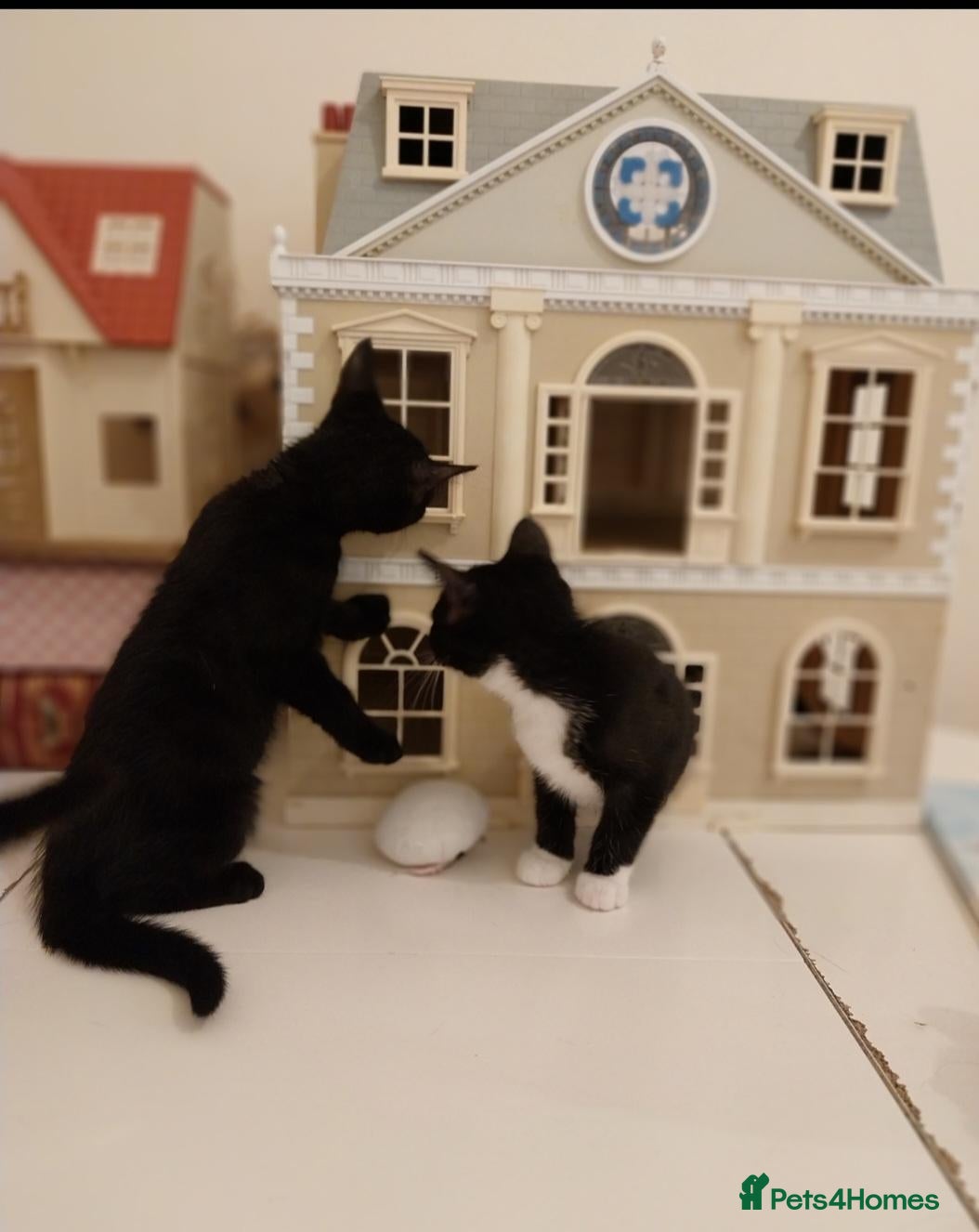 Mixed Breed cats Playful kittens looking for loving home - Advert 1