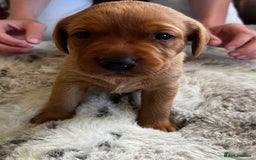 Labrador Retriever dogs for sale: Litter Of 9 Beautiful Black and Fox Red Puppies - Image 8