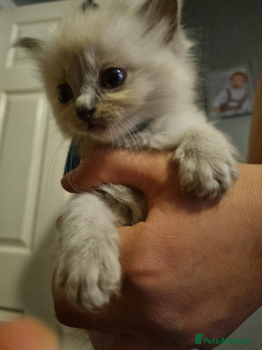 Ragdoll cats for sale: Ragdoll kittens  - Advert 3