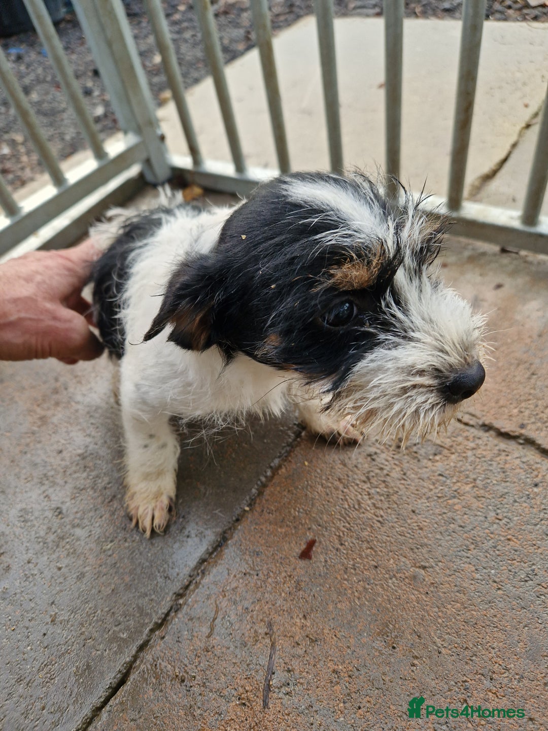 Mixed Breed dogs for sale: Jackapoo  - Image 1