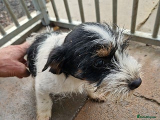 Mixed Breed dogs - Advert 7