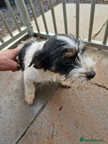 Mixed Breed dogs - Advert 13