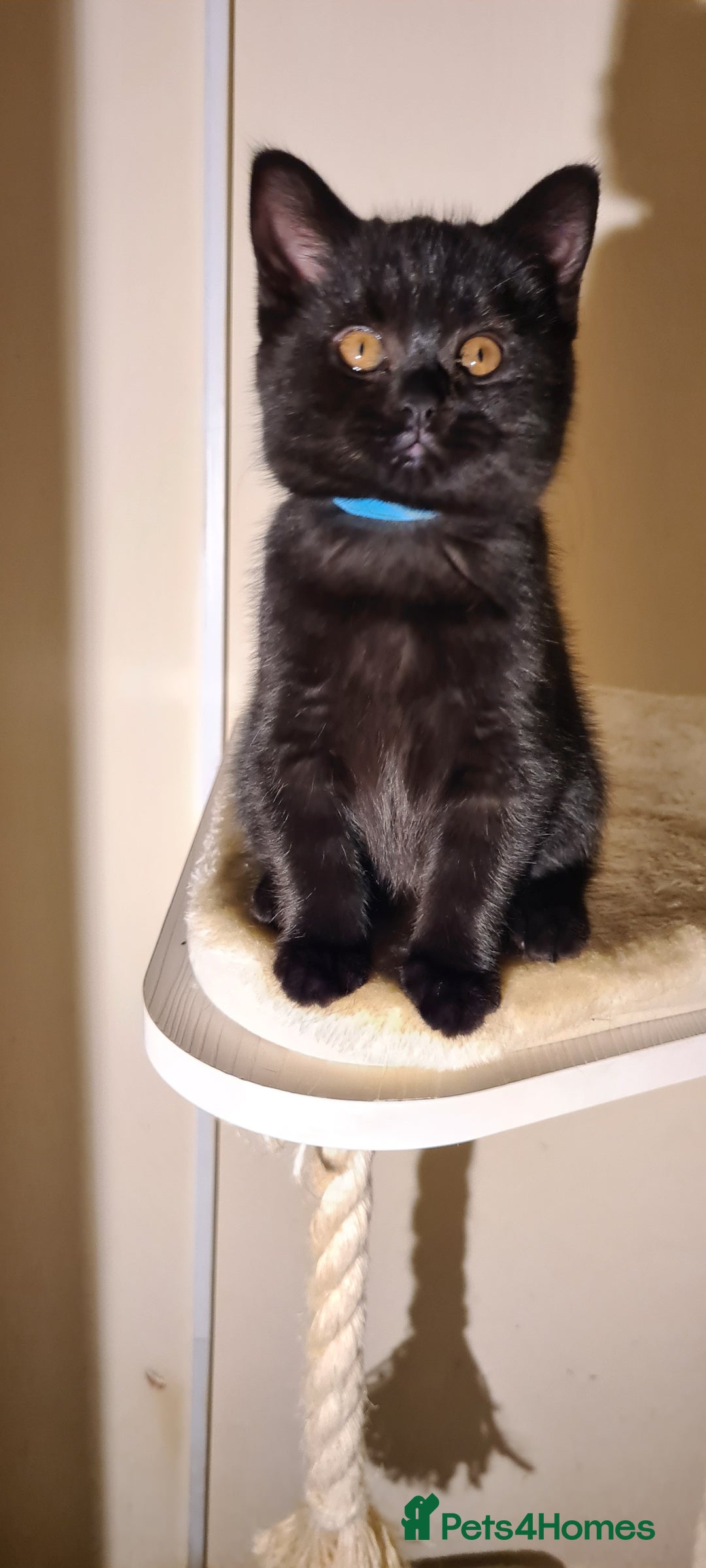 British Shorthair cats for sale: British shorthair black and blue kittens - Advert 20